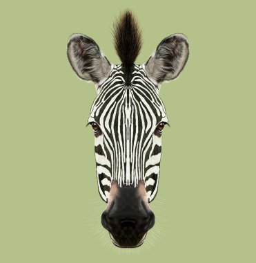 Zebra resimli portresi.