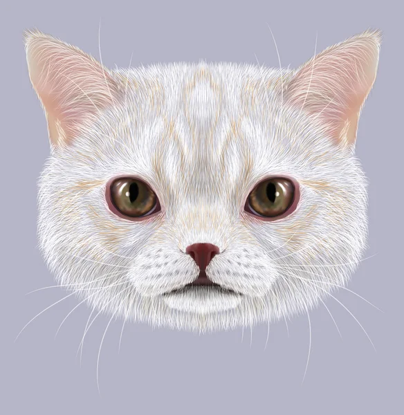Portrait de chat domestique — Photo