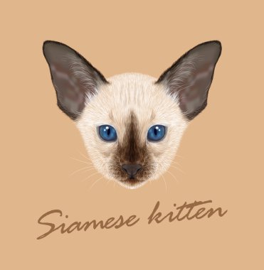 Siyam kedisi hayvan sevimli yüzü. Vektör komik oryantal yavru kedi baş portre. Bej renkli arka plan üzerinde izole siam çikolata noktası kitty gerçekçi kürk portre.