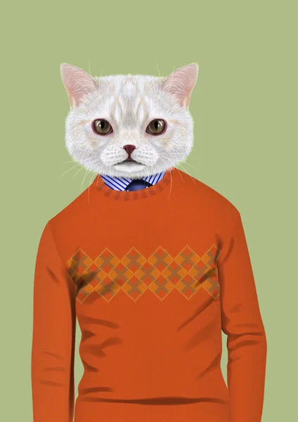 White Cat dressed up in casual style — Stock Photo, Image