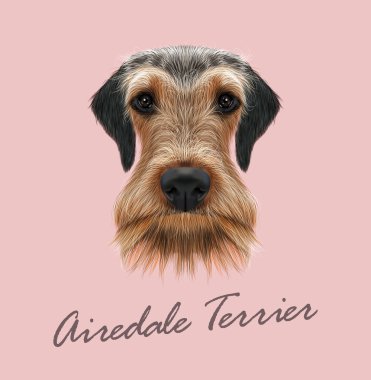 Airedale Terrier köpek portre.