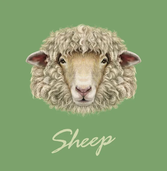 Boerderij schapen portret. — Stockvector