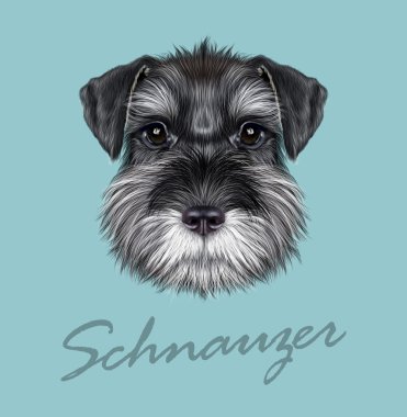Schnauzer köpek portre