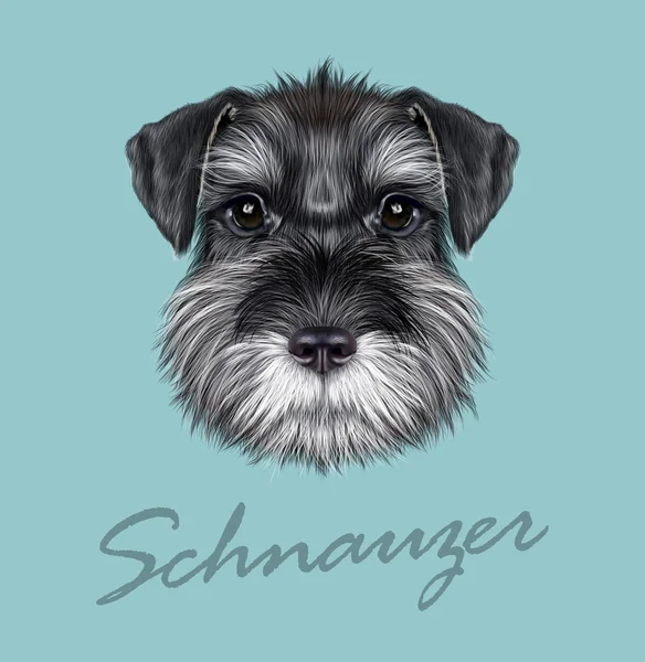 Schnauzer Dog Portrait — Stock Vector