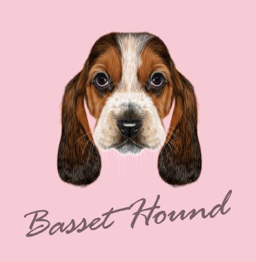 Basset tazı.