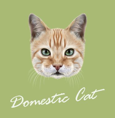Kırmızı kedi. Vektör resimli portre