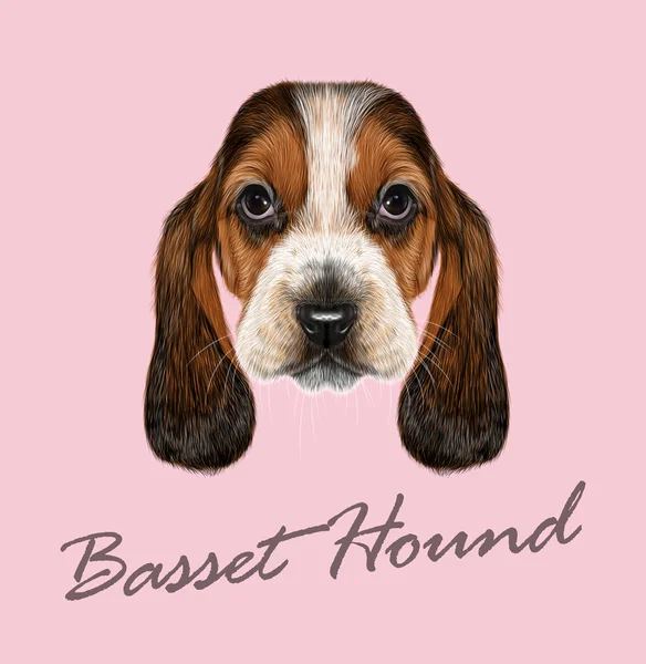 Basset Hound Dog. — Stock Vector