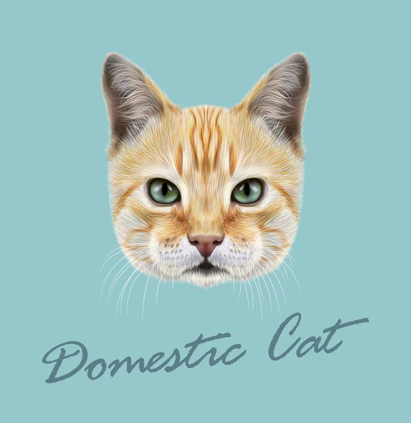 Gato rojo. Vector retrato ilustrado — Vector de stock