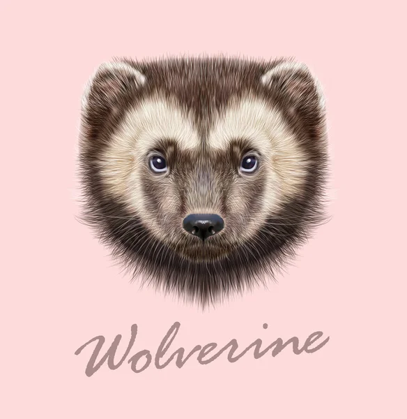 Wolverine Animal. Vector Illustrated Portrait — Stock Vector