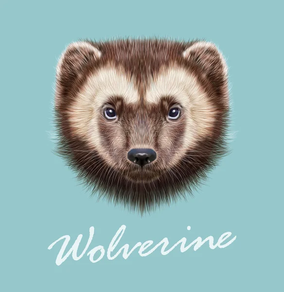 Wolverine Animal. Vector retrato ilustrado — Archivo Imágenes Vectoriales