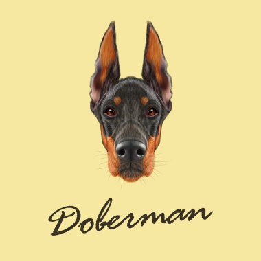 doberman pinscher köpek