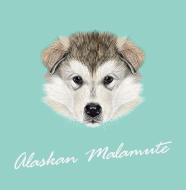 Alaskan malamute köpek