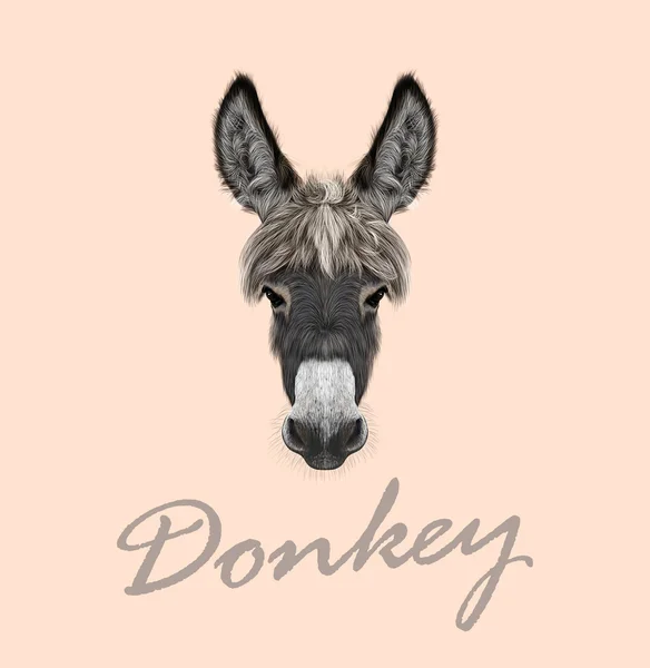 Farm Donkey porträtt — Stock vektor