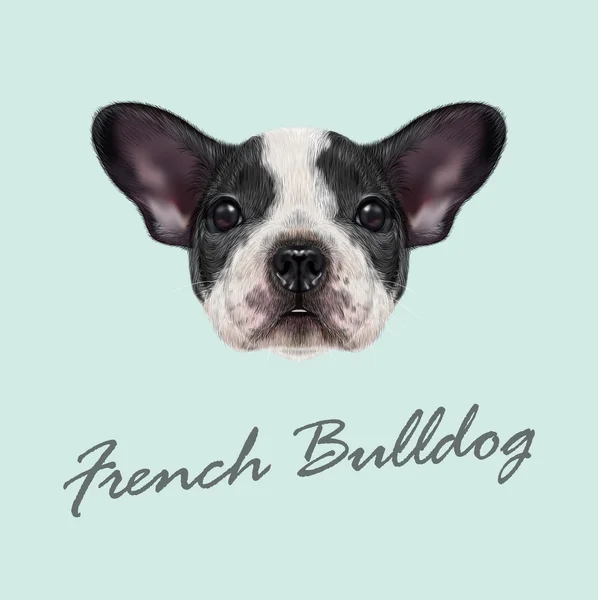 Fransk bulldogg valp — Stock vektor