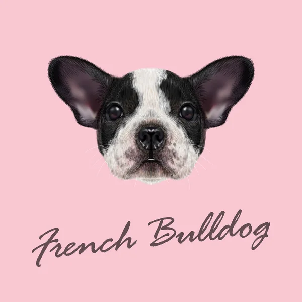 Bulldog francés cachorro — Vector de stock