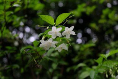 Güzel beyaz çiçekler yakın.