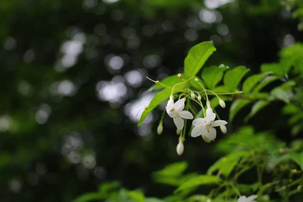 美丽的白花紧密相连 — 图库照片