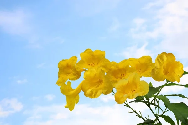 Flores Amarelas Natureza Com Céu Fundo — Fotografia de Stock