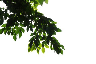 Beyaz arkaplandaki dalların resmi