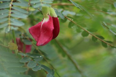 Kırmızı çiçekleri olan bir ağaca yakın çekim.