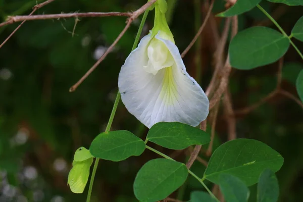 Biały Groszek Kwiaty Kwitnące Przyrodzie — Zdjęcie stockowe