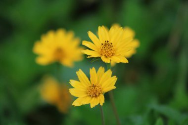 Sarı çiçekler güzel bir doğada.