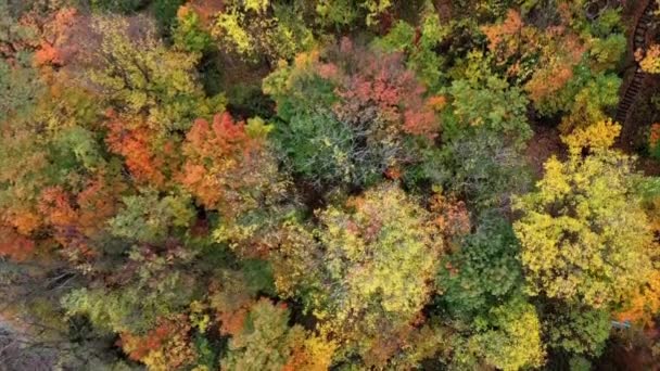 Oeil Oiseau Vue Haut Vers Bas Feuillage Automne Long Des — Video