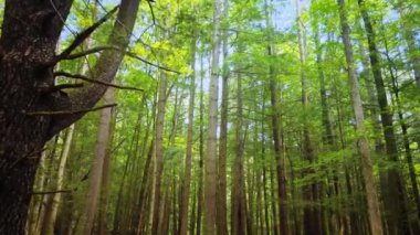 Gliding gently through a tall, beautiful pine forest in the Appalachian Mountains during a sunny summers day. This is in the Catskill Mountain subrange in New Yorks Hudson Valley. 