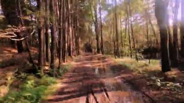 Walking pine forest hyper lapse time lapse in the Catskill mountains during summer in new York's Hudson Valley. The catskills are part of the appalachian mountains.