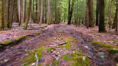 İnsansız hava aracı yazın Catskill Dağları 'nda çam ormanı zemininde alçaktan uçuyor. Catskill Dağları, Apalaş Dağları 'nın bir parçasıdır ve New York' un Hudson Vadisi 'nde yer alır..