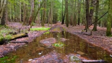 İnsansız hava aracı yazın Catskill Dağları 'nda çam ormanı zemininde alçaktan uçuyor. Catskill Dağları, Apalaş Dağları 'nın bir parçasıdır ve New York' un Hudson Vadisi 'nde yer alır..