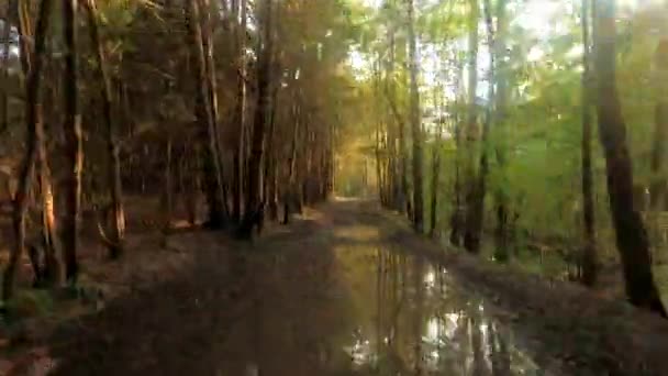 Chůze Borovicového Lesa Hyper Propadá Horách Catskill Během Léta Newyorském — Stock video