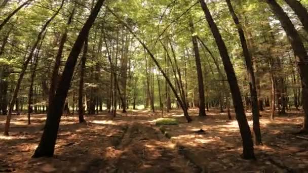 夏日阳光明媚 在阿巴拉契亚山脉的一个高大美丽的松树林中轻轻滑行 这是在Catskill山的亚山脉在纽约哈德逊谷 — 图库视频影像