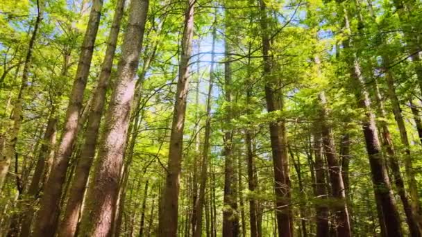 Gliding Gently Tall Beautiful Pine Forest Appalachian Mountains Sunny Summers — Vídeo de Stock