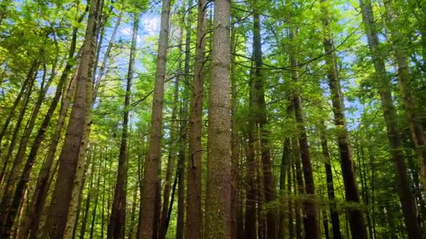 Gliding Gently Tall Beautiful Pine Forest Appalachian Mountains Sunny Summers — Vídeo de Stock