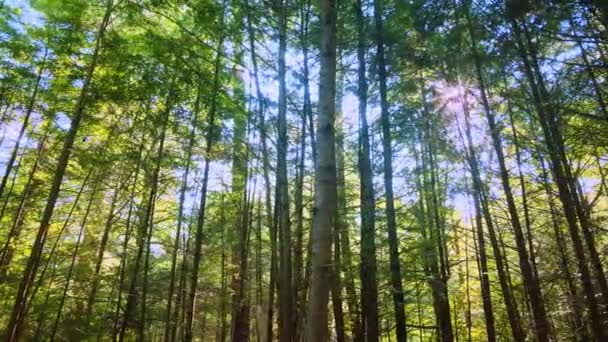 Gliding Gently Tall Beautiful Pine Forest Appalachian Mountains Sunny Summers — Vídeo de stock