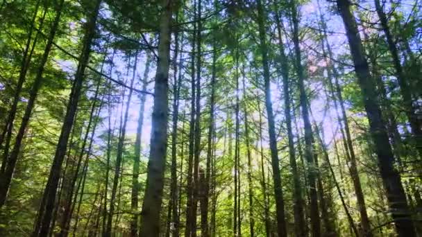 Gliding Gently Tall Beautiful Pine Forest Appalachian Mountains Sunny Summers — Stockvideo