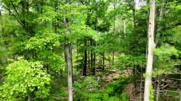 Aerial Drone Footage Summer Time Catskill Mountains New Yorks Hudson — Video