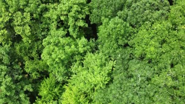 Aerial Top Drone Close Video Footage Dense Pine Forest Canopy — Vídeos de Stock