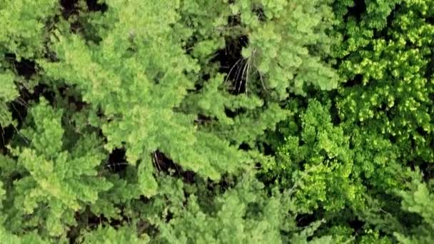 Aerial Top Drone Close Video Footage Dense Pine Forest Canopy — Stockvideo