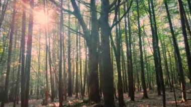 Sihirli bir ormanda yaz günbatımında güzel altın bir ışık