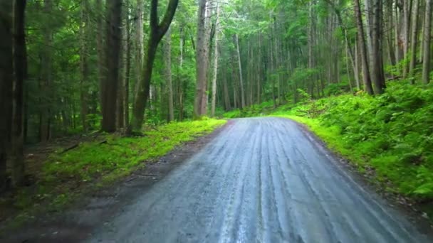 Drohnen Videoaufnahmen Einer Abgelegenen Pinienwaldstraße Den Appalachen Das Ist New — Stockvideo