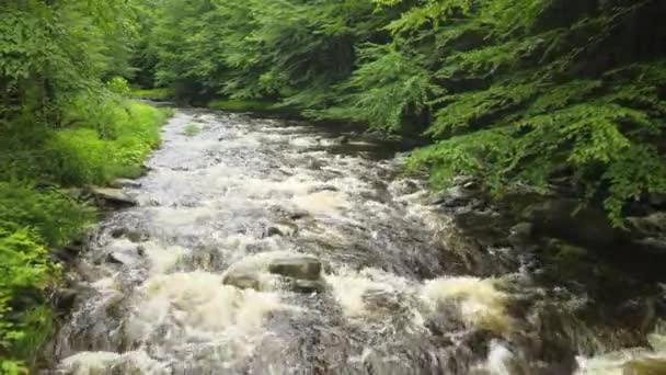 Nagranie Drona Strumienia Pstrągów Górach Catskill Dniu Deszczu Catskills Znajdują — Wideo stockowe