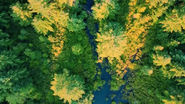 Videoaufnahmen Einer Drohne Aus Der Luft Über Einem Kiefernwald Und — Stockvideo