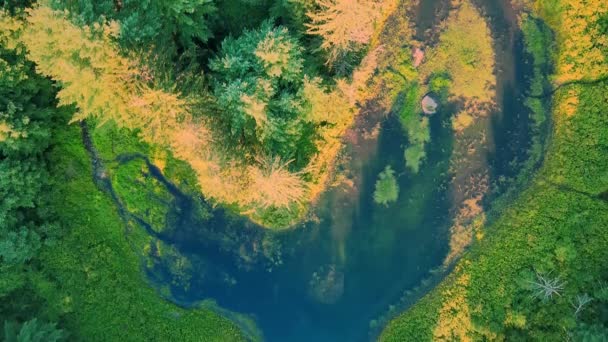 阿巴拉契亚山脉黄金时段空中无人驾驶飞机在松树林和沼泽上空拍摄的视频 — 图库视频影像