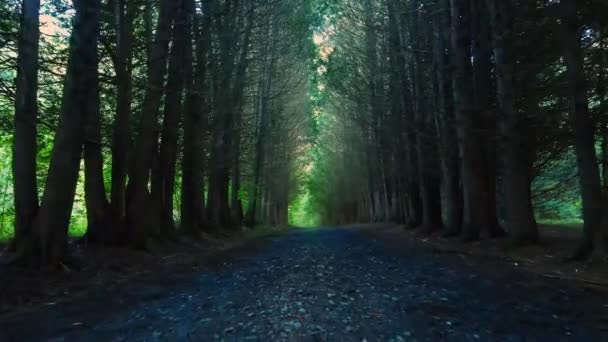 Hermoso Camino Tierra Grava Través Bosque Pinos Con Luz Dorada — Vídeos de Stock