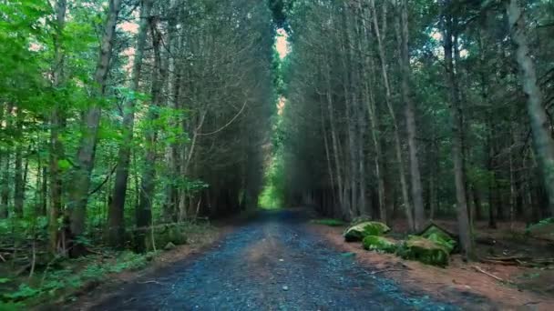 Hermoso Camino Tierra Grava Través Bosque Pinos Con Luz Dorada — Vídeo de stock