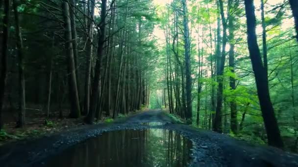 Uma Bela Estrada Terra Cascalho Através Uma Floresta Pinheiros Com — Vídeo de Stock