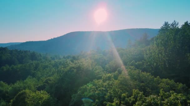 Drohnenaufnahmen Eines Weitläufigen Kiefernwaldes Den Appalachen Dies Ist New Yorker — Stockvideo