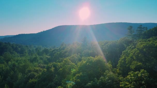 Imágenes Aéreas Aviones Tripulados Una Vista Panorámica Del Bosque Pinos — Vídeos de Stock